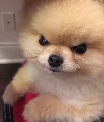 法斗犬为什么很凶,狗为什么对主人有时候也很凶