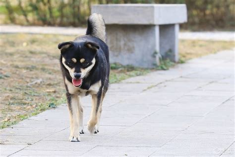 中华田园犬一般多少钱一只,一条价值六千元的中华田园犬