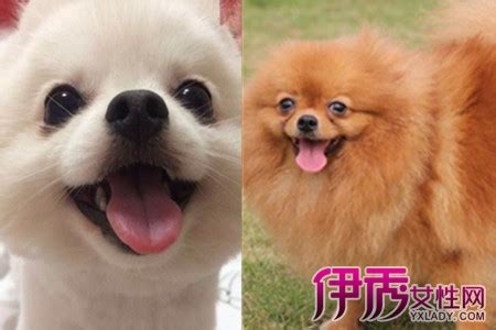 如何照顾刚出生两个月的幼犬,两个月大博美怎么喂狗粮