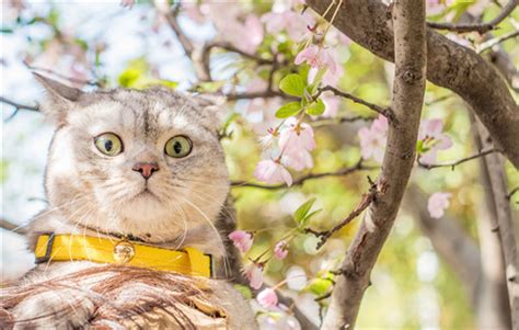 怎么克服猫毛到处飞的情况想认真做个猫奴,怎么让猫不换毛