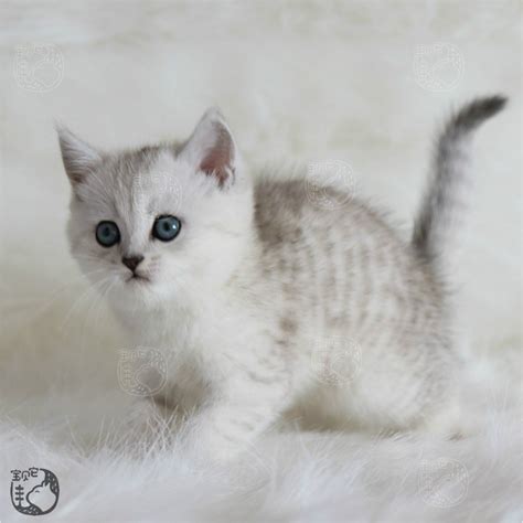 小的英国短毛猫多少钱一只,纯种英国短毛猫多少钱一只