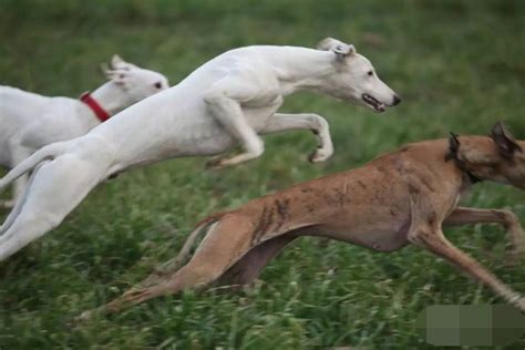 蒙古细犬什么色好,蒙古细犬一年下几窝狗