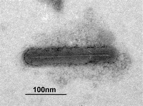 在识别细胞结构上,microscopy