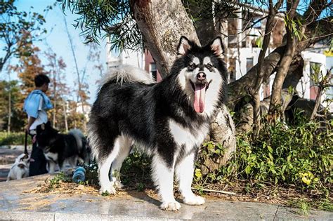 阿拉斯加雪橇犬怎么养,养阿拉斯加有讲究