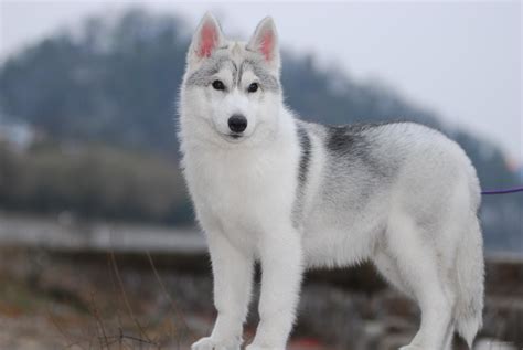 什么颜色的哈士奇像狼,怎样判断哈士奇是不是纯的