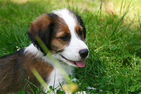 柴犬犬一般多少钱,柴犬最便宜是多少