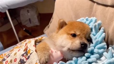 买一只柯基犬需要多少钱小柯基犬的价格一般是多少钱,柯基犬多少钱一只相关推荐