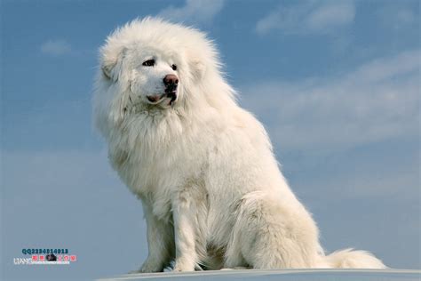 成年藏獒犬多少钱,现在买一只藏獒要多少钱啊