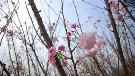 火影忍者樱花祭怎么做,玩转樱花祭活动