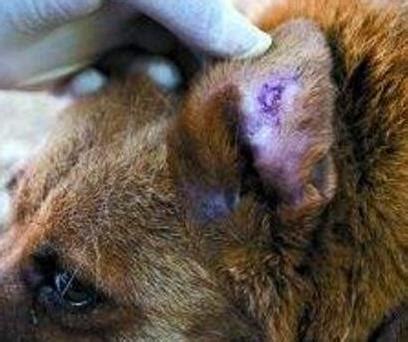 狗狗驱虫药是什么,常见的狗狗驱虫药有哪些