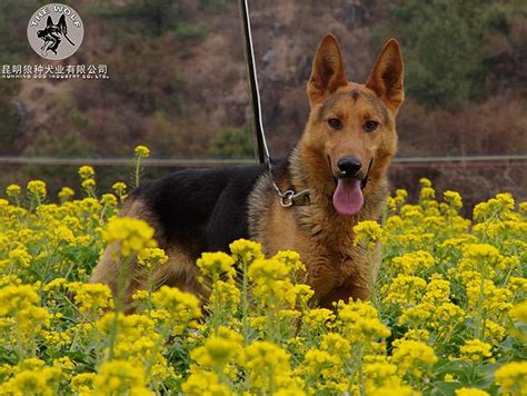 9种宠物犬训练用品,训练好的狗狗多少钱