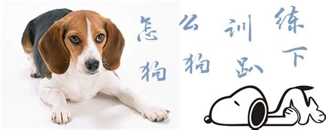 怎么让狗狗不跟着,差点让狗狗再成小流浪