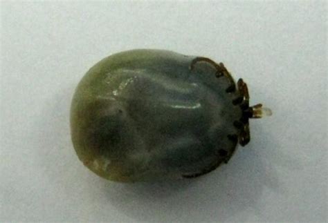 夏秋季节狗豆子肆虐,狗豆子是怎么来的