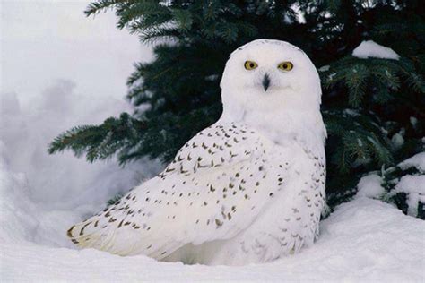 捡到一只流浪金毛怎么养如何养好成年金毛,金毛怎么教它游泳