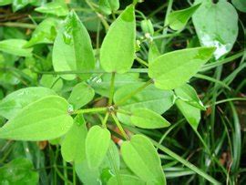 茜草在哪里卖,怀古泸州茜草坝