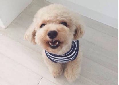 5岁棕色博美犬多少钱一只,博美犬价格多少钱一只