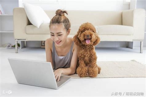 为什么这类的小型犬,泰迪为什么咬人很凶