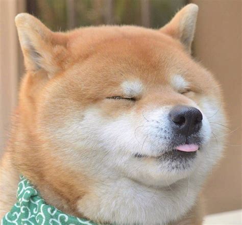 为什么狗夏天会吐舌头,狗为什么要吐舌头降温