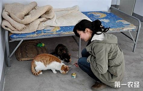 为什么要收养流浪猫,收养流浪猫需要注意哪些事项