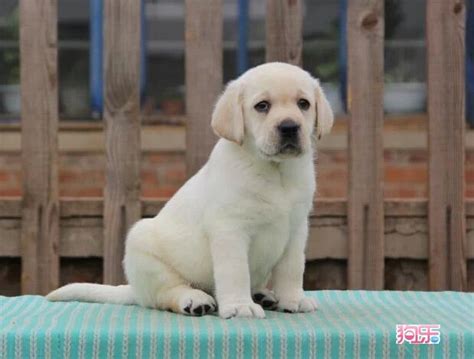 拉布拉多犬纯种幼犬多少钱一只,德国牧羊犬幼犬多少钱一只