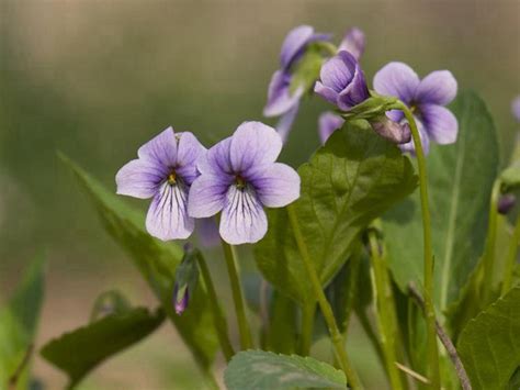 花的种子怎么来的,日本垄断西兰花种子