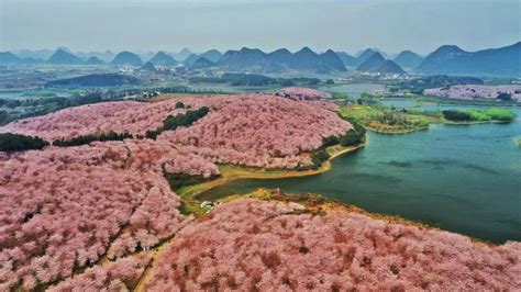 草塘樱花在哪里,万亩樱花映草塘