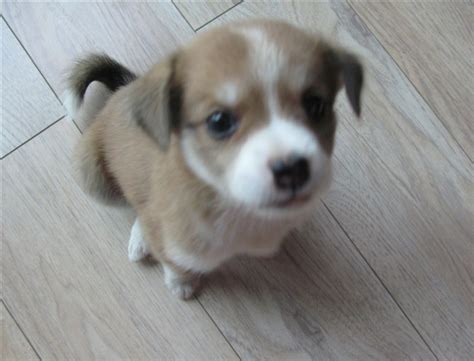 五个月的金毛不长个子,狗狗不长个是怎么办