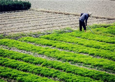 亩种植成本千元左右,东北适合种植什么