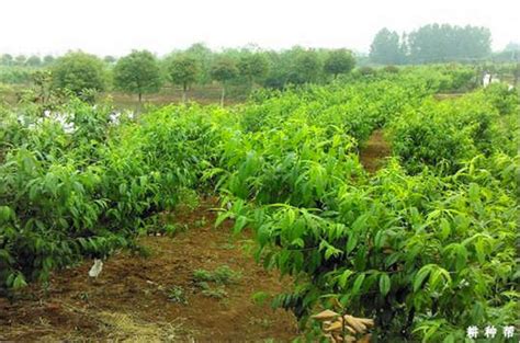 种植什么最赚钱农村,河北种植什么最赚钱