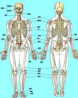 卷积神经网络的网络结构,人体内部结构图