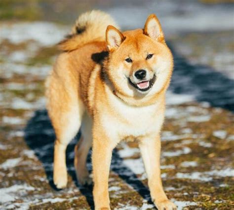 秋田犬和柴犬有什么区别柴犬鉴别如何真假,柴犬尾巴标准有多少种