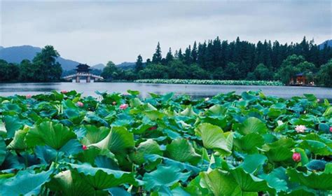 日照西湖镇在哪里,西湖镇万亩花生丰收啦