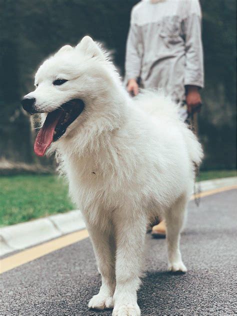 萨摩为什么总是笑脸微笑天使萨摩耶,萨摩为什么叫微笑天使