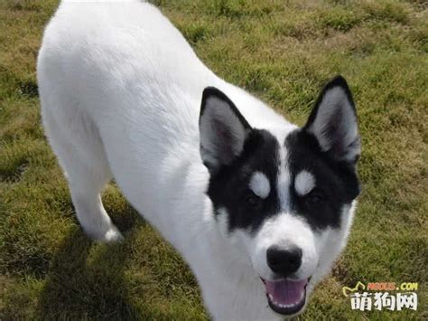 小的狗可以吃什么,还比较小的狗吃什么