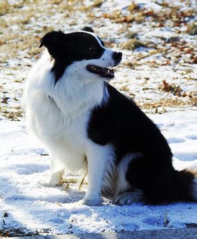 英国边境牧羊犬多少钱,想买边境牧羊犬