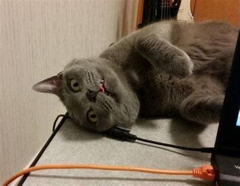 猫的生死叠加什么意思,薛定谔的猫是什么意思比喻什么