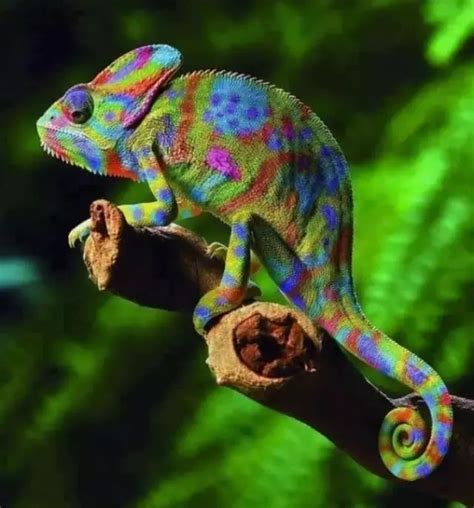 狗狗为什么会得肠胃炎狗肠炎出血怎么治,狗狗肠胃炎怎么消炎