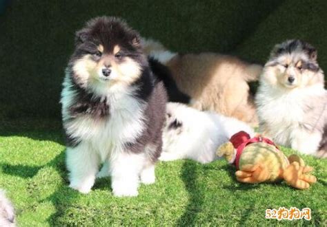 牧羊犬两个月多少钱一只,德国牧羊犬幼犬多少钱一只