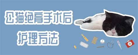 被子上被猫咪尿了尿怎么办,猫咪为什么会尿被子