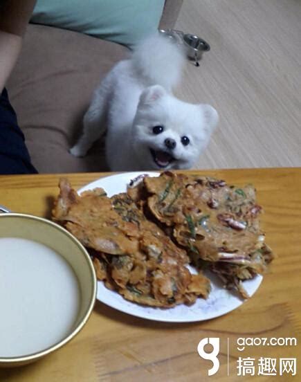 把狗狗骂哭了怎么办,狗狗经常哭怎么办啊