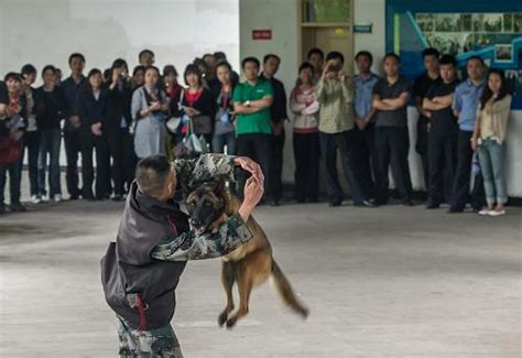 重庆警犬基地迁至什么地方,萌萌警犬天天上班