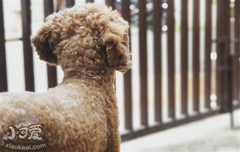 为什么泰迪幼犬流泪,泰迪幼犬为什么会呕