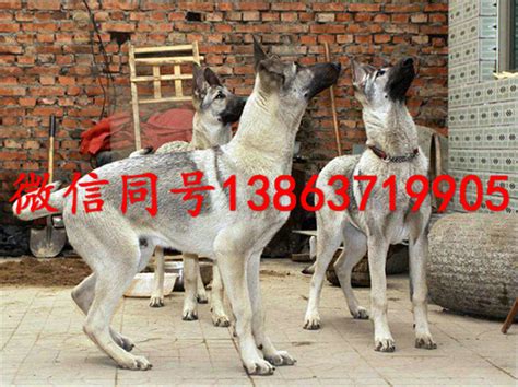 杜高犬要多少钱一只,杜宾犬多少钱一只