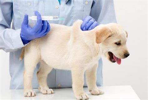 我家养了一只金毛狗得了犬瘟和细小病毒怎么治,幼犬得了犬瘟怎么治疗方法