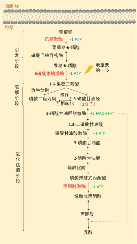 临床医学中有什么专业,临床医学专业什么方向好