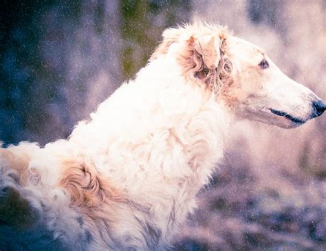 巴哥幼犬多少钱一只,幼犬牙齿多少钱一只