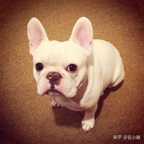 为什么有人养狗,别问我为什么养狗