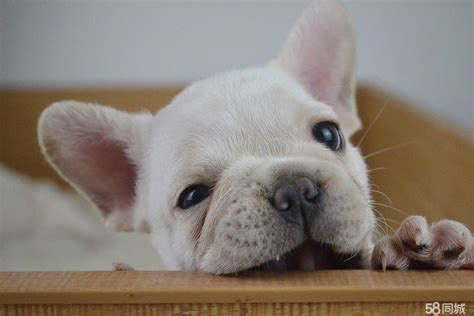 法国斗牛犬纯种标准,纯种法国斗牛犬价格是多少