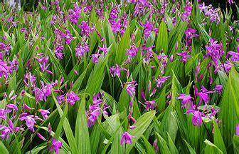 云南师宗白芨种植,白芨在什么季节播种