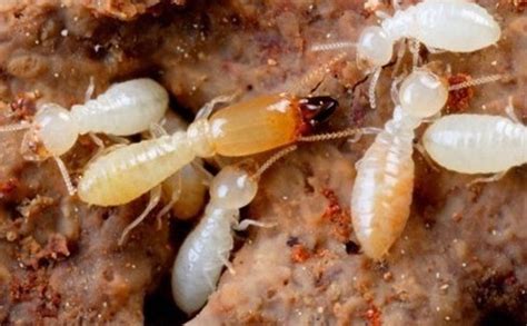 白蚁监控装置是怎么回事,埋设2000余个监控装置